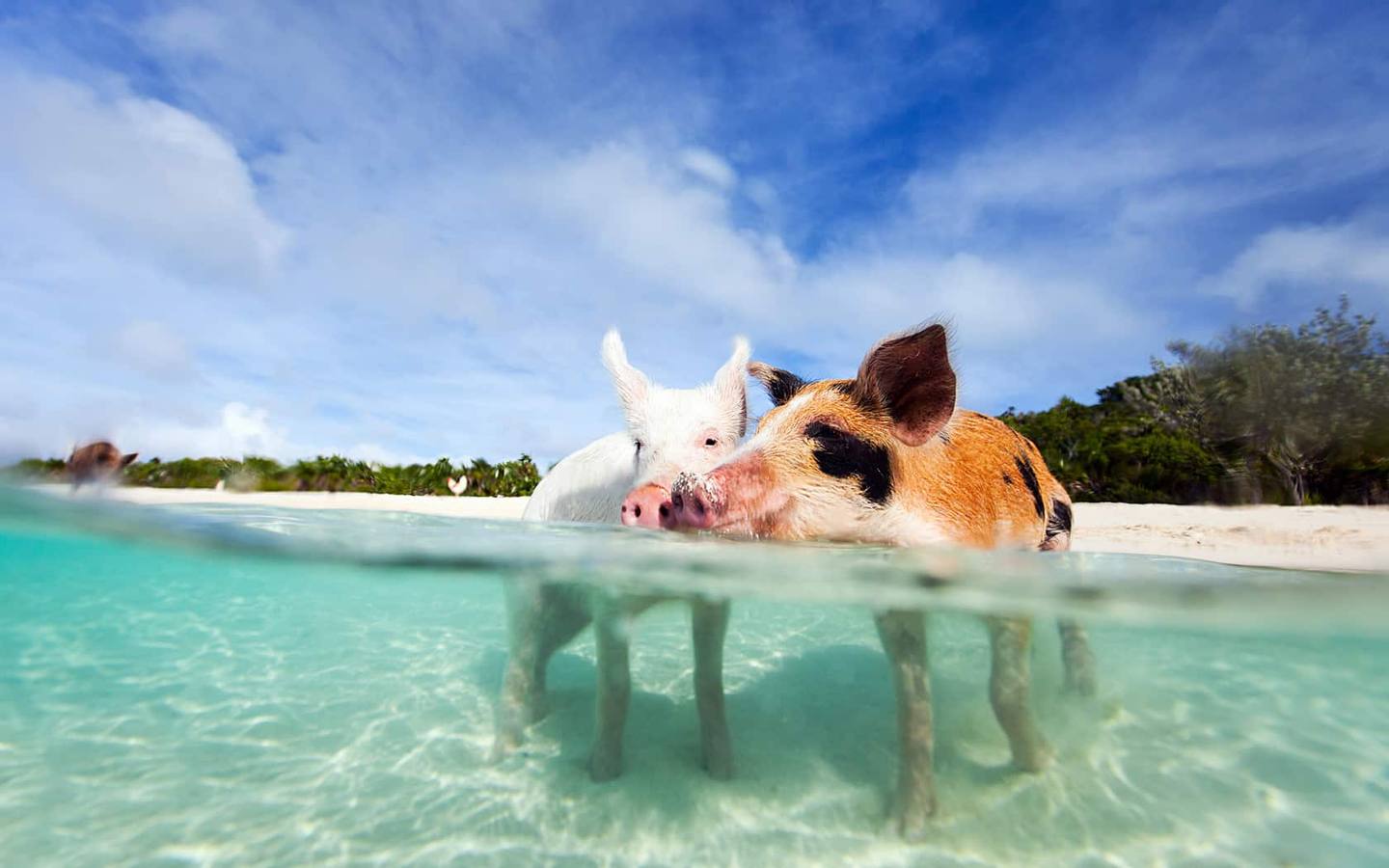 5 bonnes raisons de partir aux Bahamas