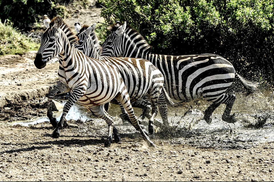 5 bonnes raisons de voyager en Tanzanie