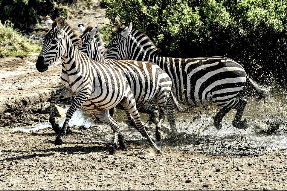 5 bonnes raisons de voyager en Tanzanie
