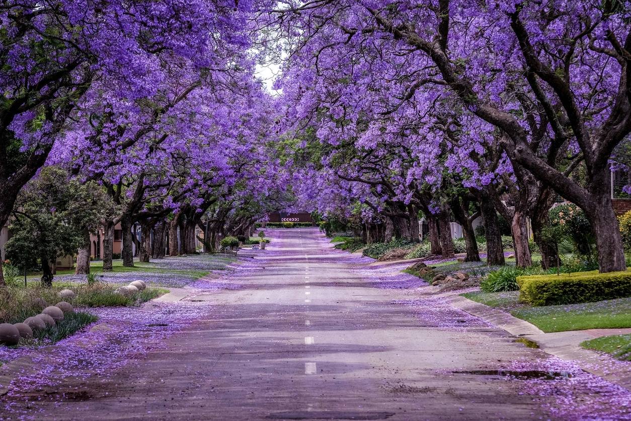 Jacaranda bleu - Fleur
