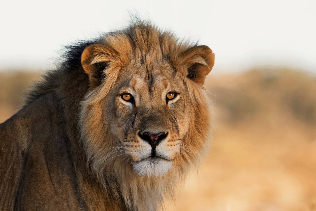 Lion - stock.xchng