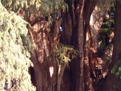 Monte Albán, Mitla et l’arbre de Tule
