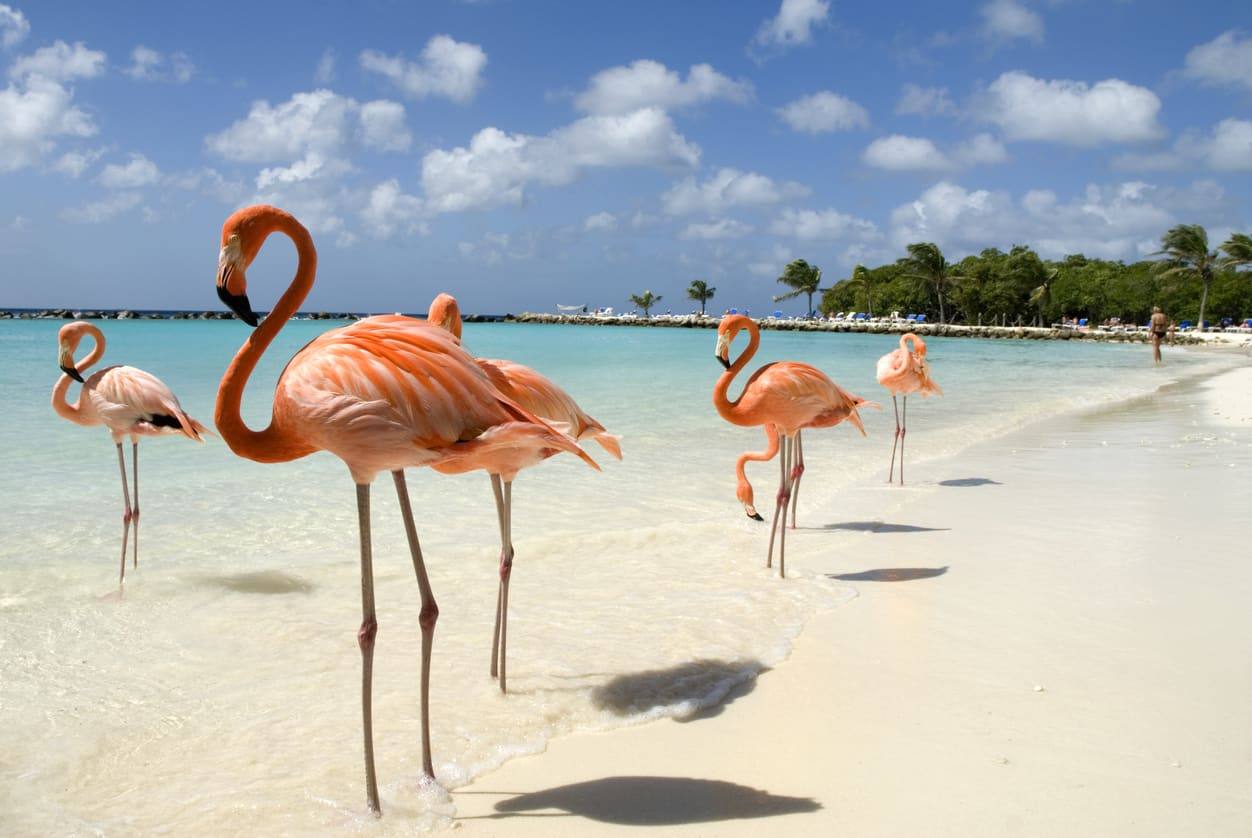 Palm Island - Caraïbes méridionales