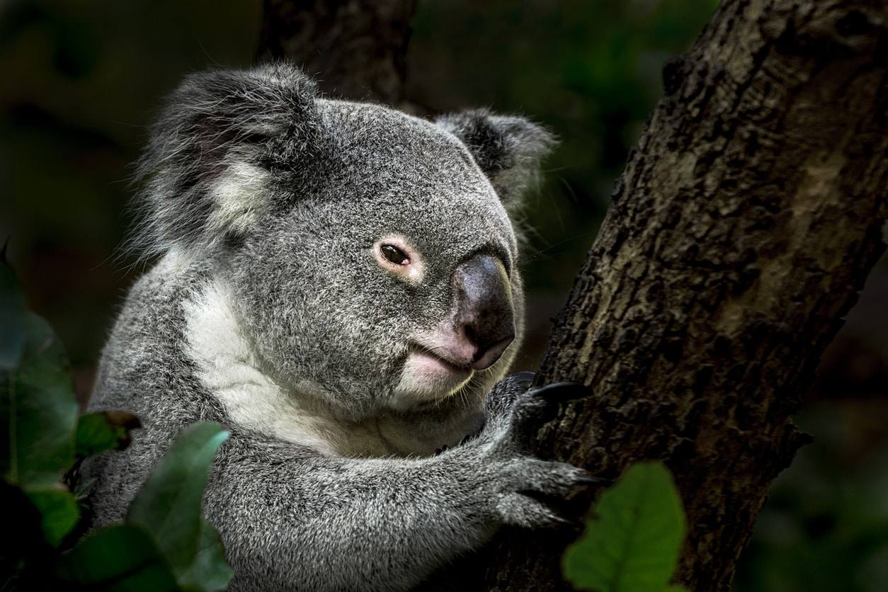 Koala - Chien