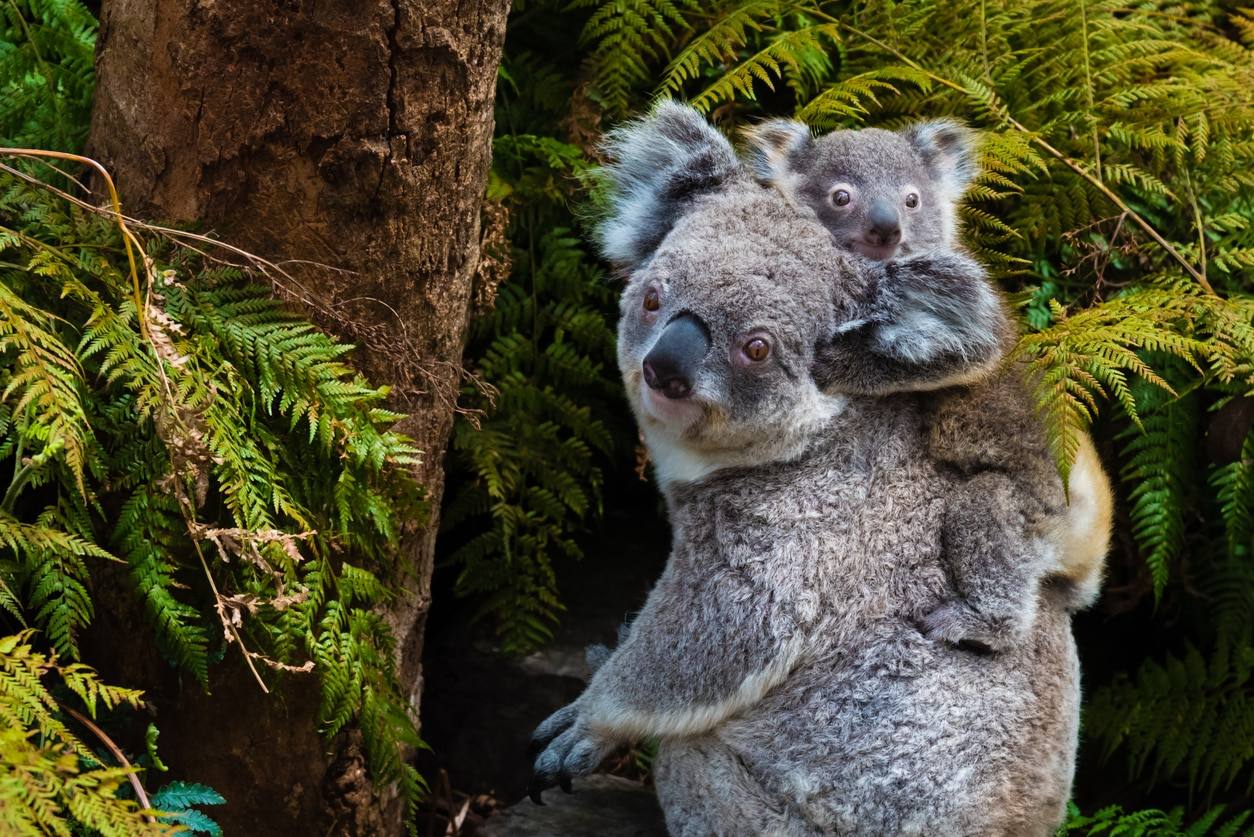 Koala - Bébé Koala