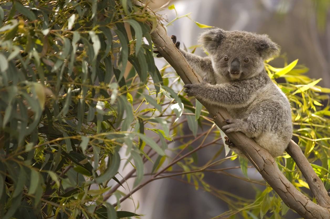 Koala - Sanctuaire de Lone Pine Koala