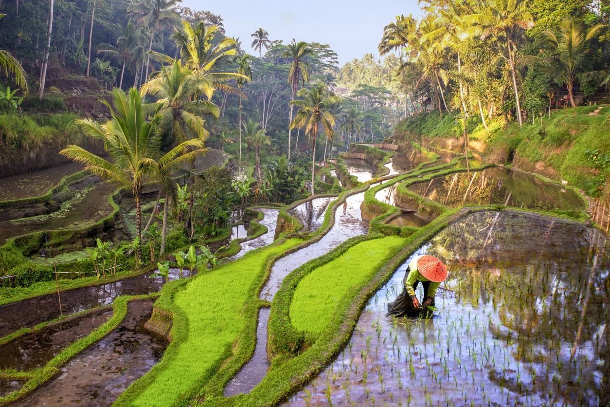 Cyclistes roulant près de rizières en terrasses luxuriantes dans la campagne de Bali.