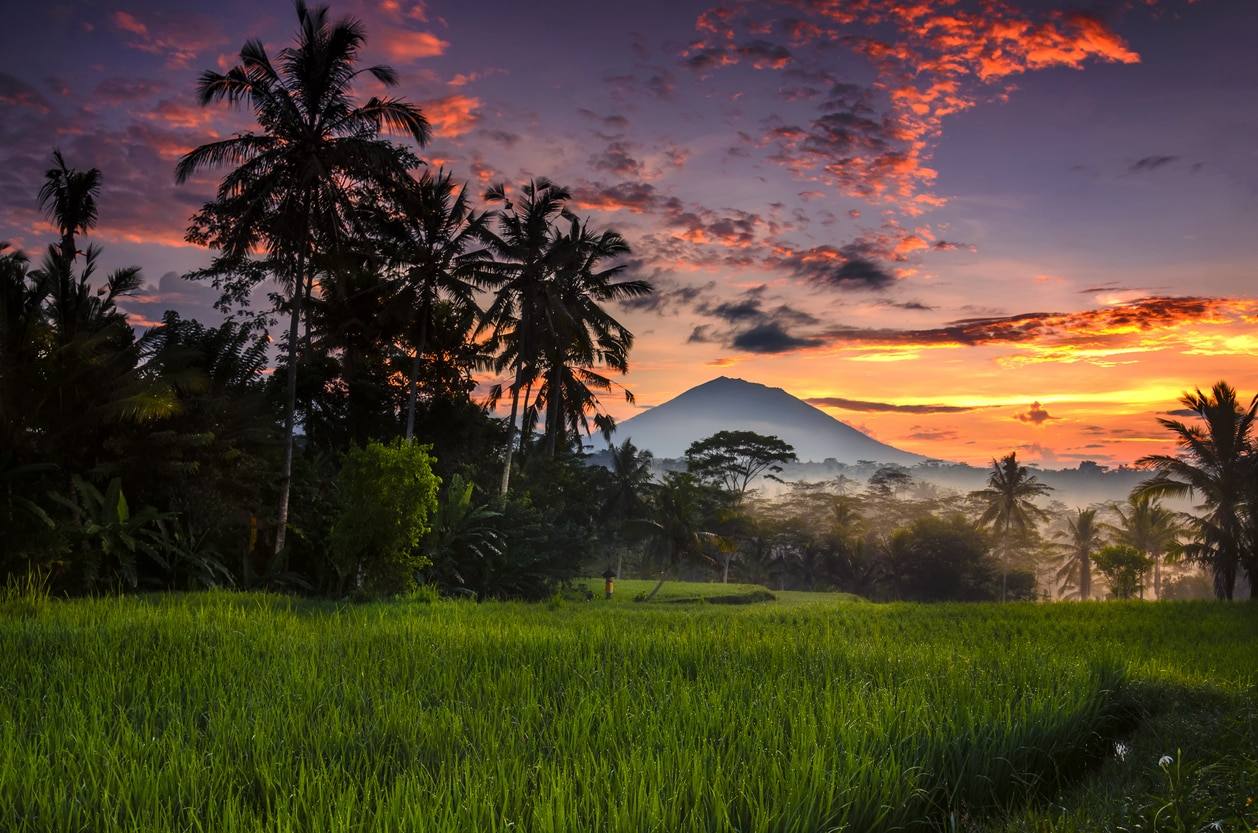 Sanctuaire de la forêt sacrée des singes - Quartier d'Ubud
