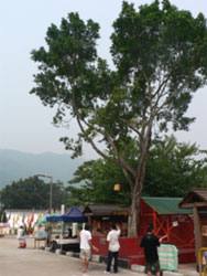 Les arbres à voeux de Lam Tsuen