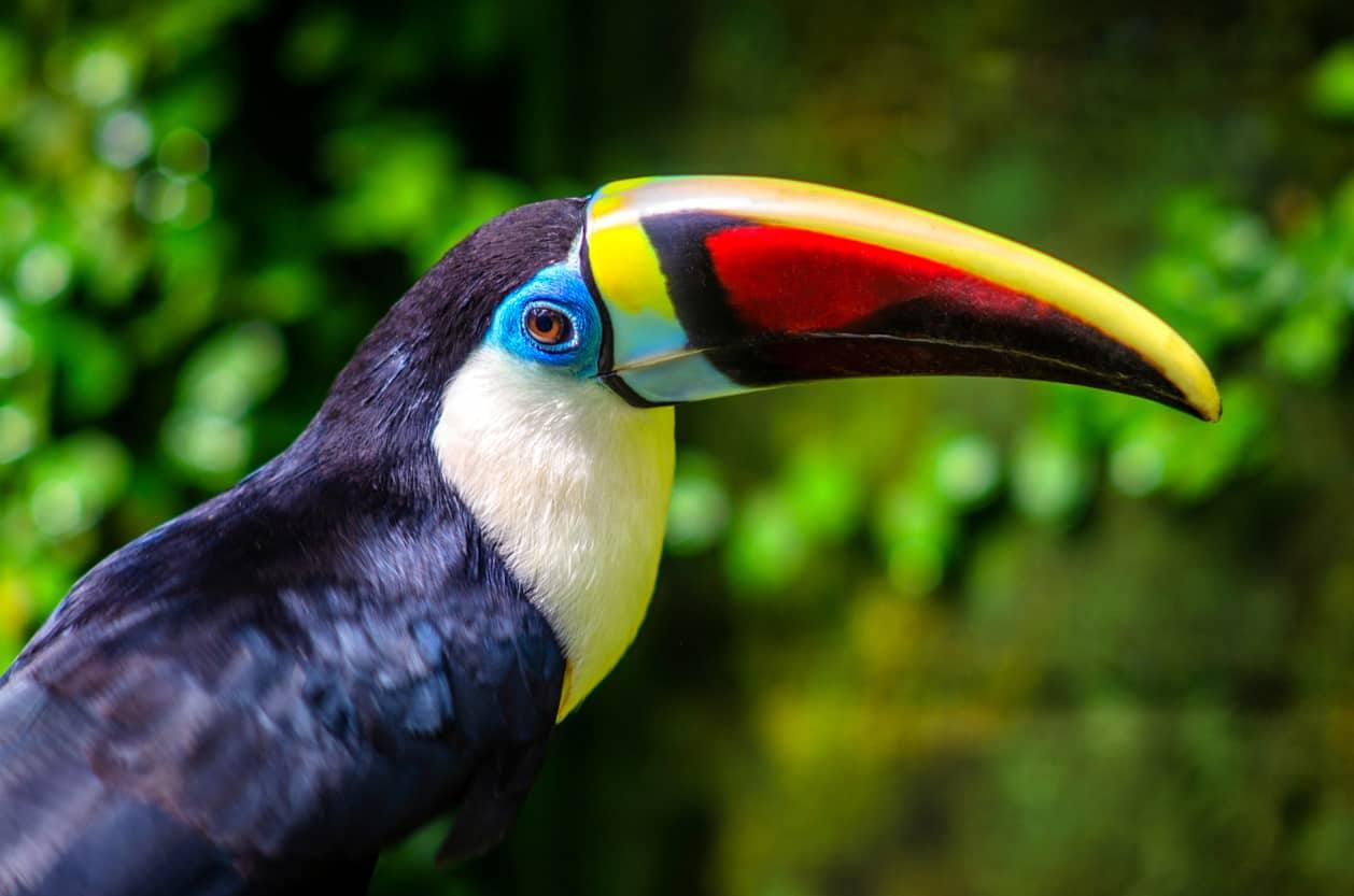 Toucans - Des oiseaux