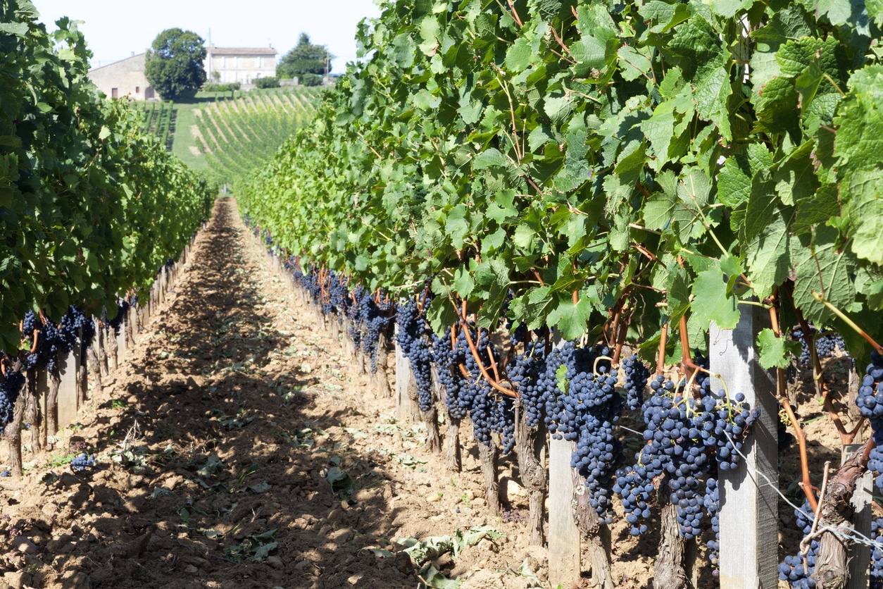 Vignoble du Médoc avec un château majestueux en arrière-plan sous un ciel dégagé