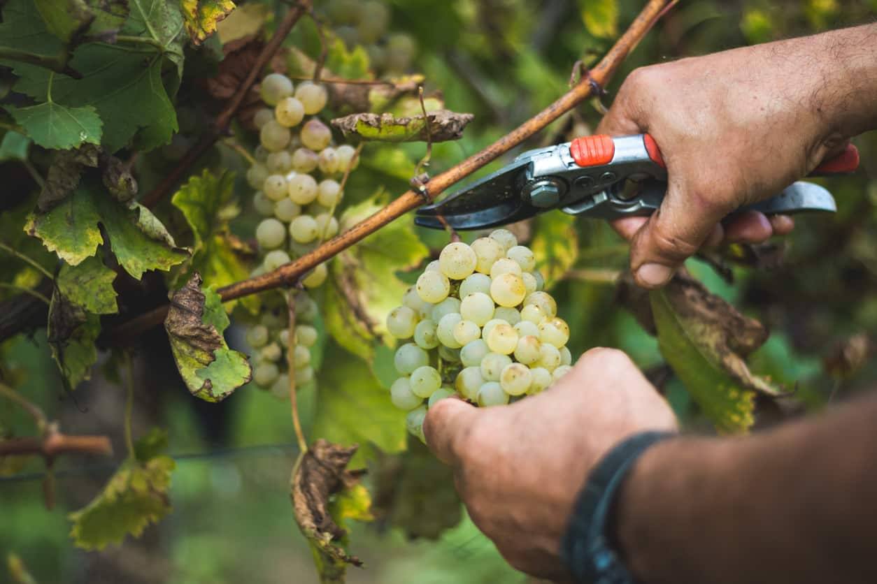 Vin - Trousseau gris