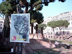 Chats, maîtres de Rome