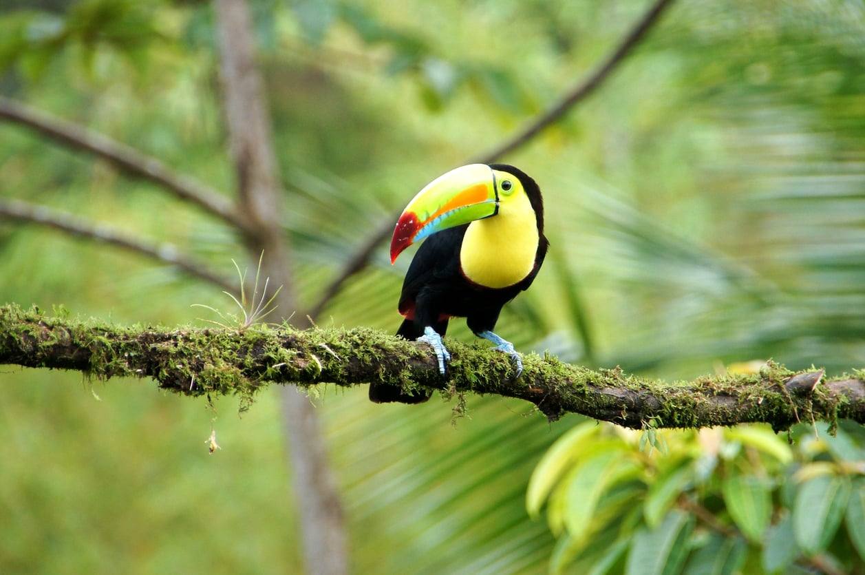 Toucans - Puerto Jimenez