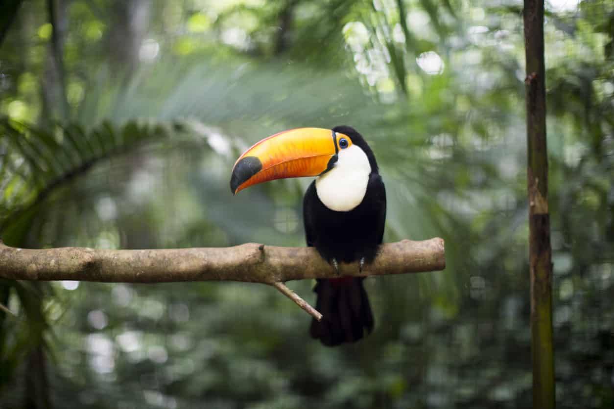 Un groupe de voyageurs fait du rafting sur les eaux calmes de la rivière Corobicí entourés par la forêt tropicale du Costa Rica