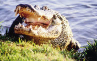 Les Everglades