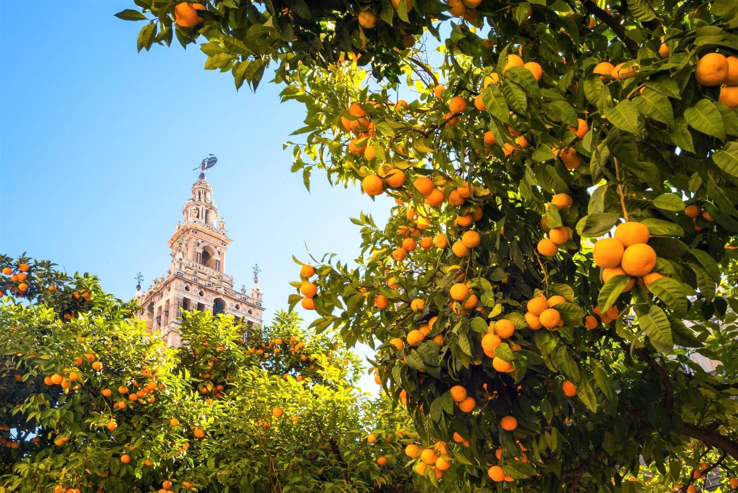 La cathédrale de Séville depuis un jardin d'oranger