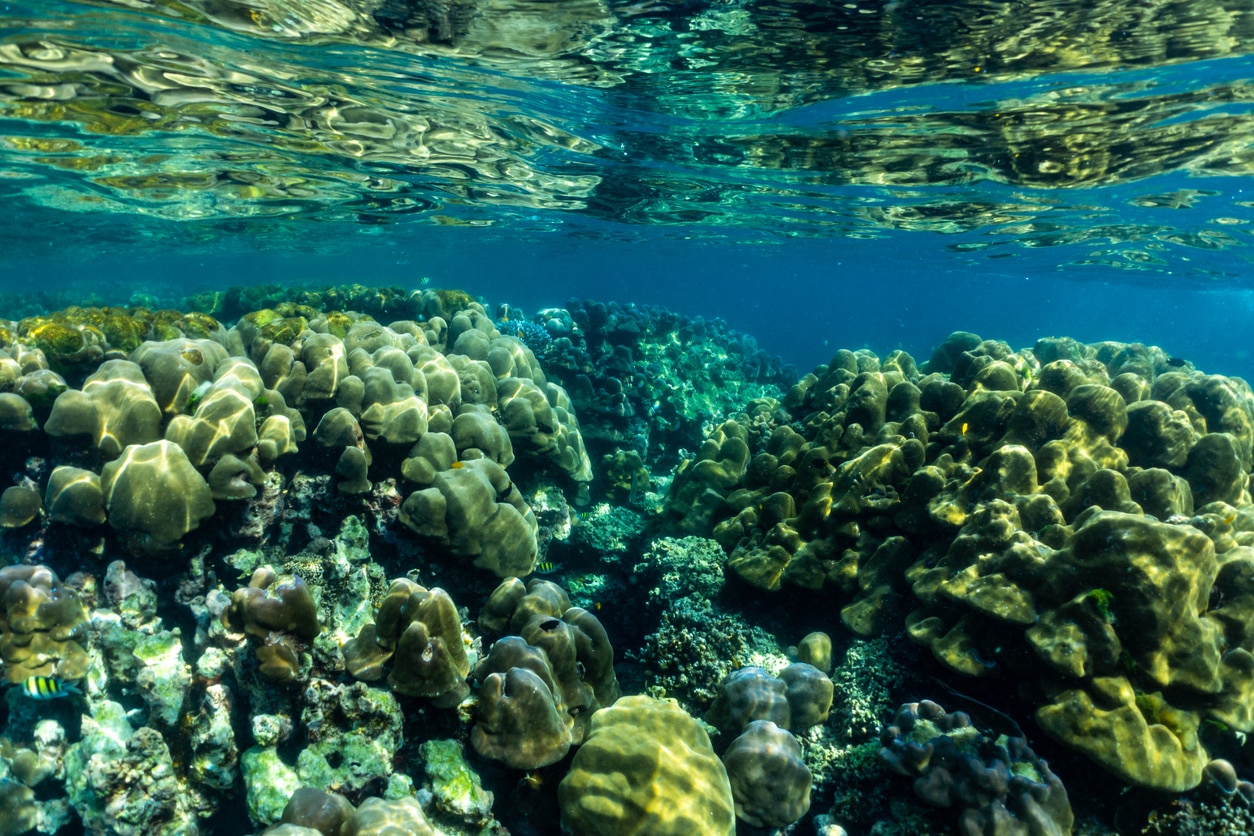 Fonds marins îles Surin
