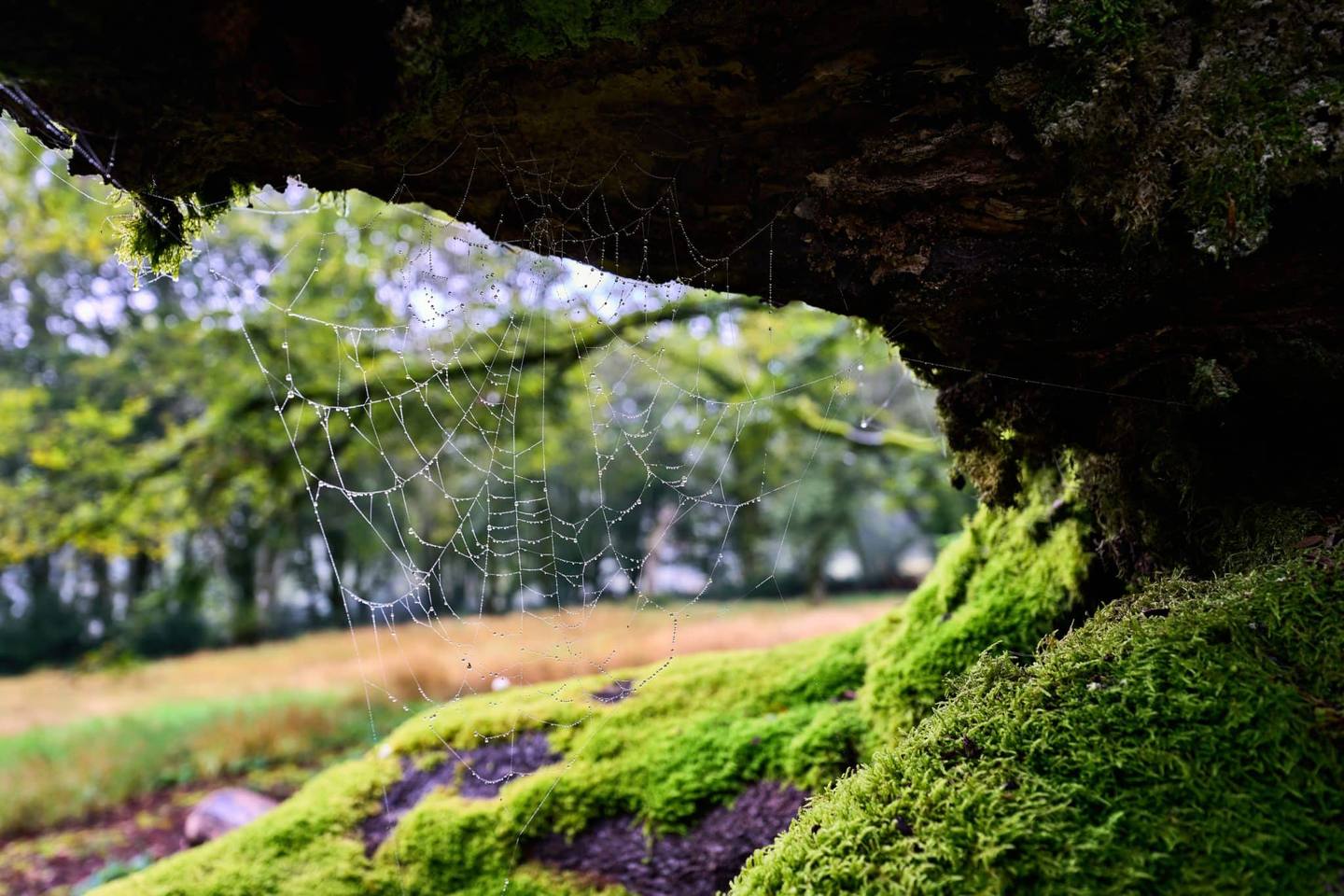 Fôret du Morvan