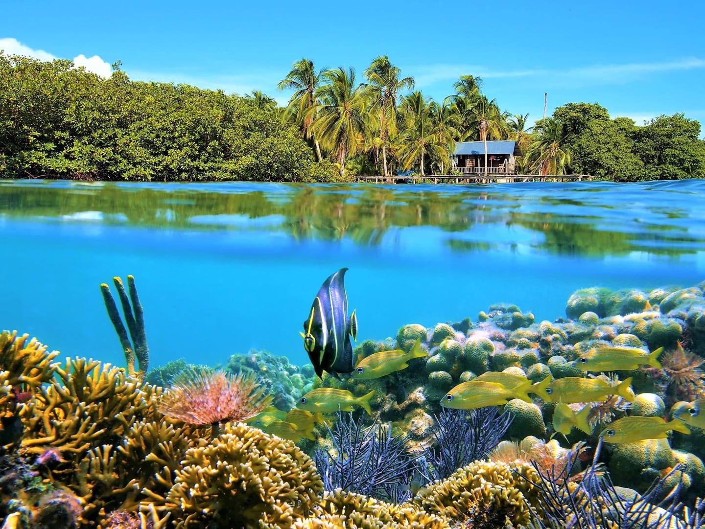 Fond marin de Bocas del Toro avec une cabane de pêcheur dans la forêt tropical en arrière-plan