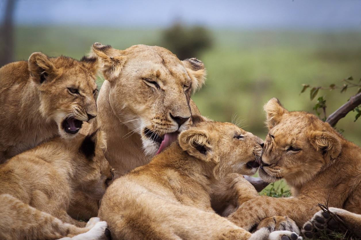 Lion - tigre