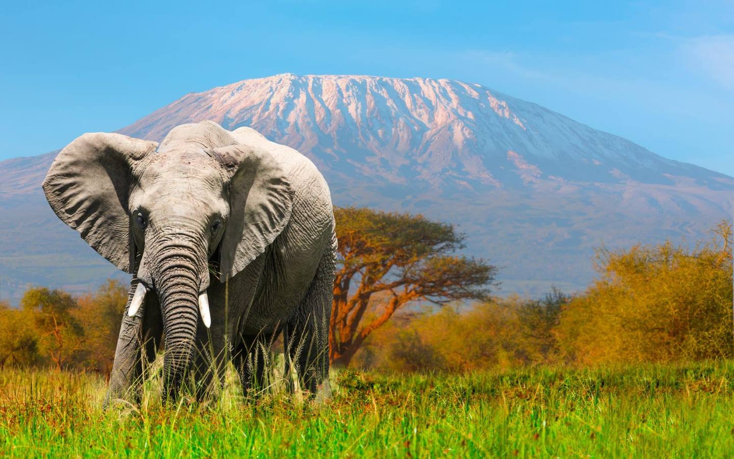 Elephant au premier plan avec en fond la montagne du Kilimandjaro