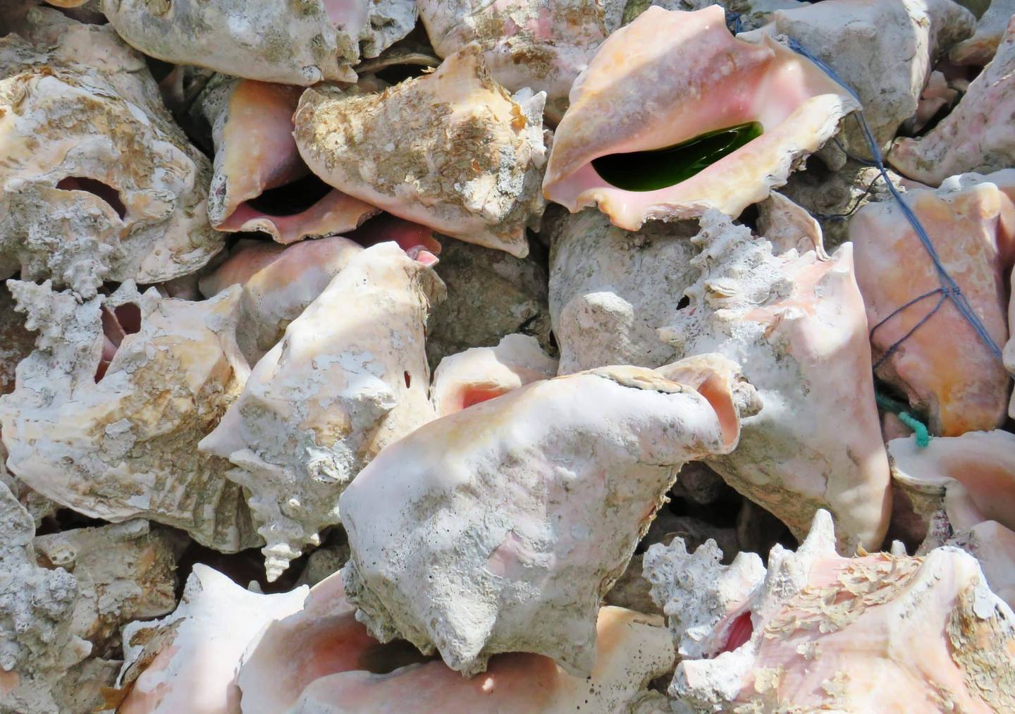 Fond de coquilles de lambi ou de coquilles de strombe géant. Motif de coquilles d'escargots roses. Pile de coquillages en gros plan. Antilles françaises.