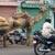 Inde, photos et infos