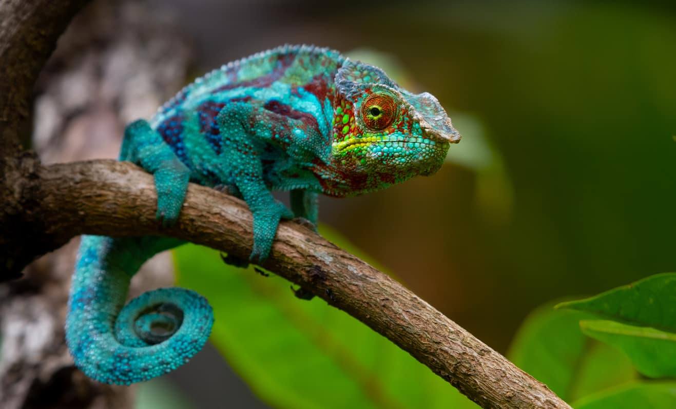 Lézards - Caméléon panthère