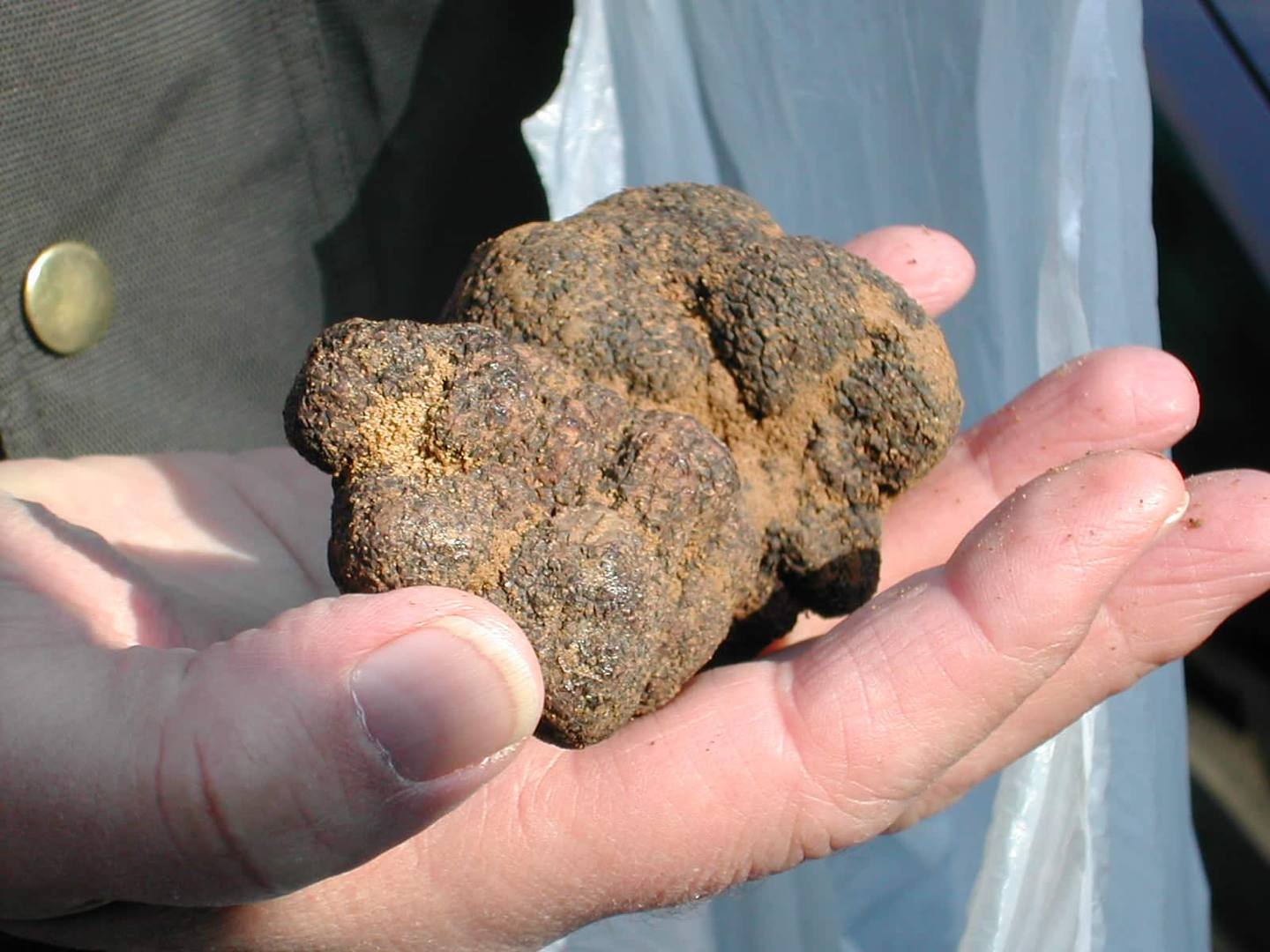 Perle du Vaucluse, joyau de la gastronomie : la Truffe dite du Périgord