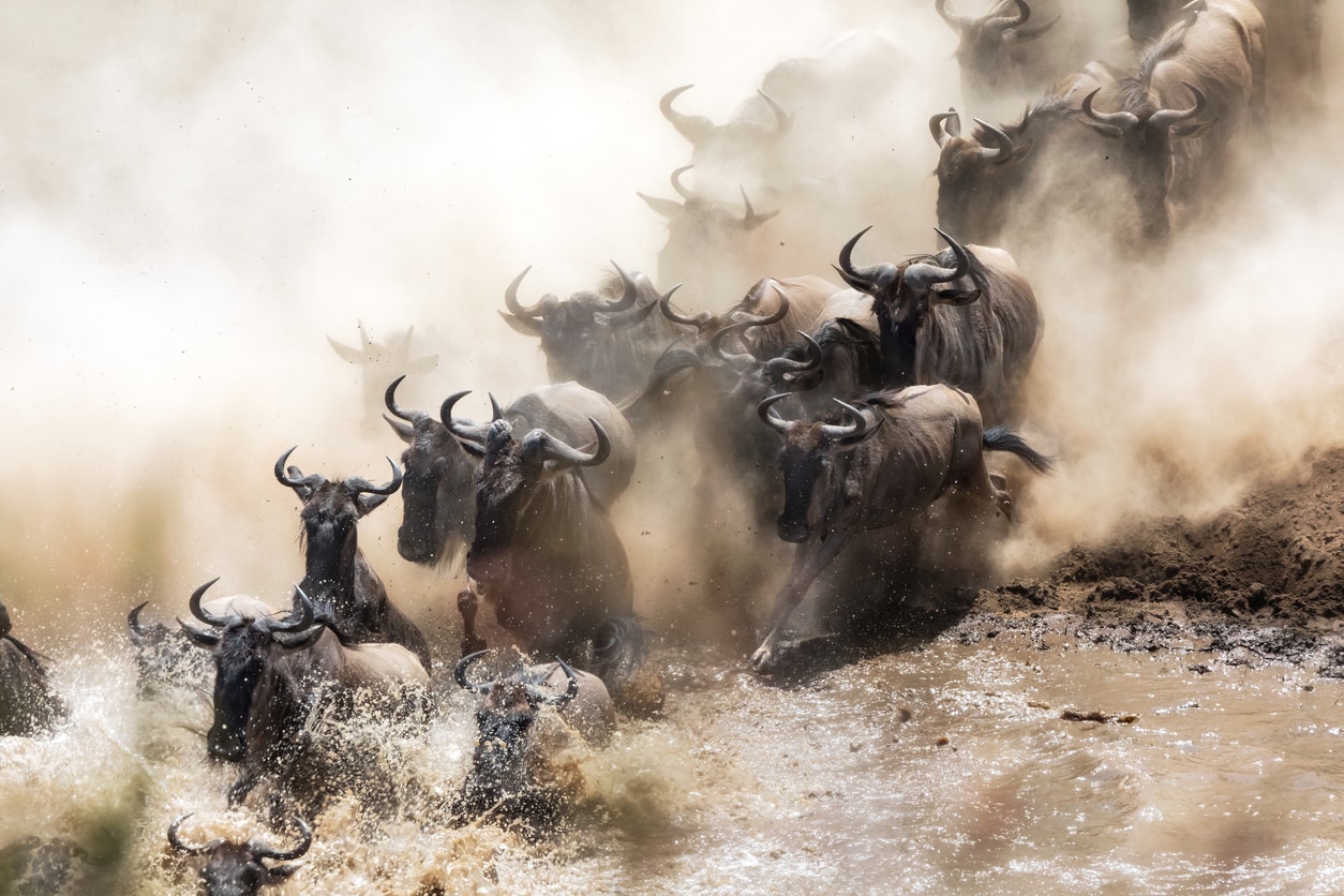 Parc national de Tarangire - Parc national du Serengeti