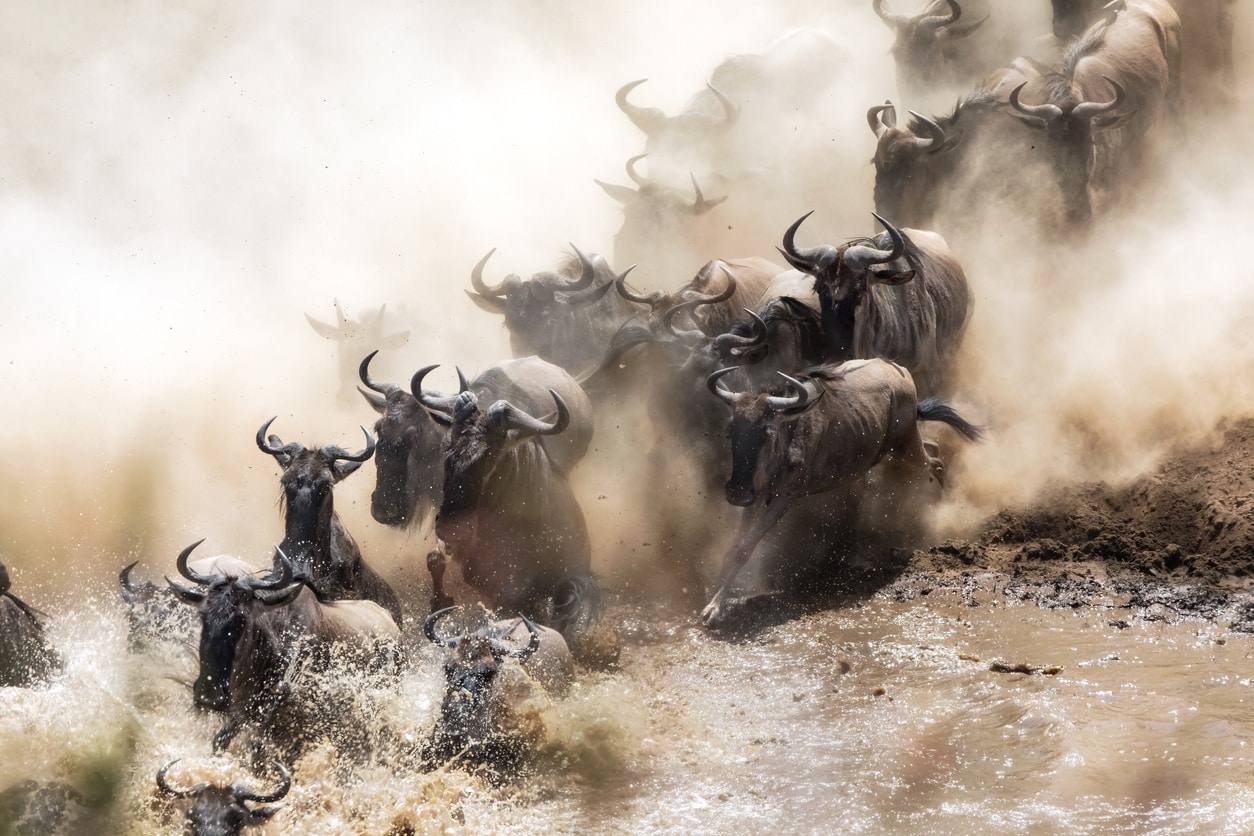 Parc national de Tarangire - Parc national du Serengeti