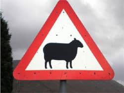 Que faire avec un mouton ?!