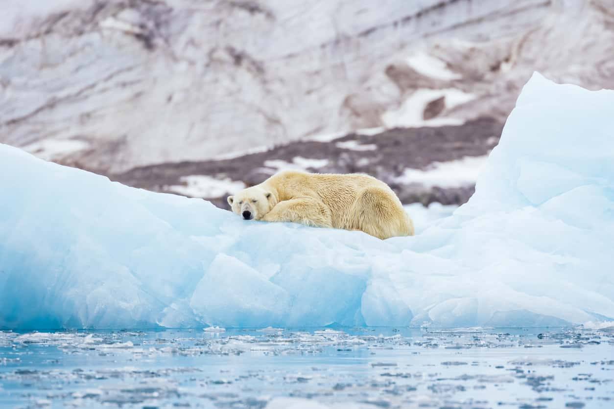 Un ours polaire marchant majestueusement sur la banquise dans l'océan Arctique