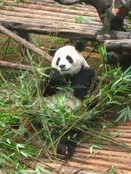 Chengdu et ses pandas