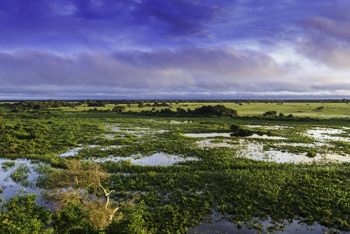 Pantanal Brésil