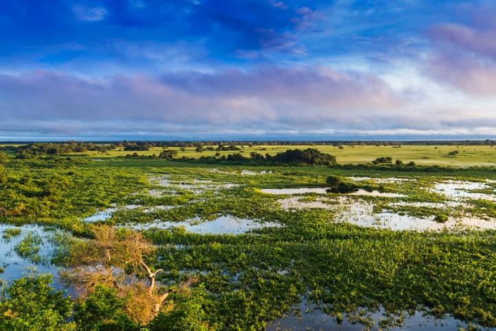Pantanal Brésil