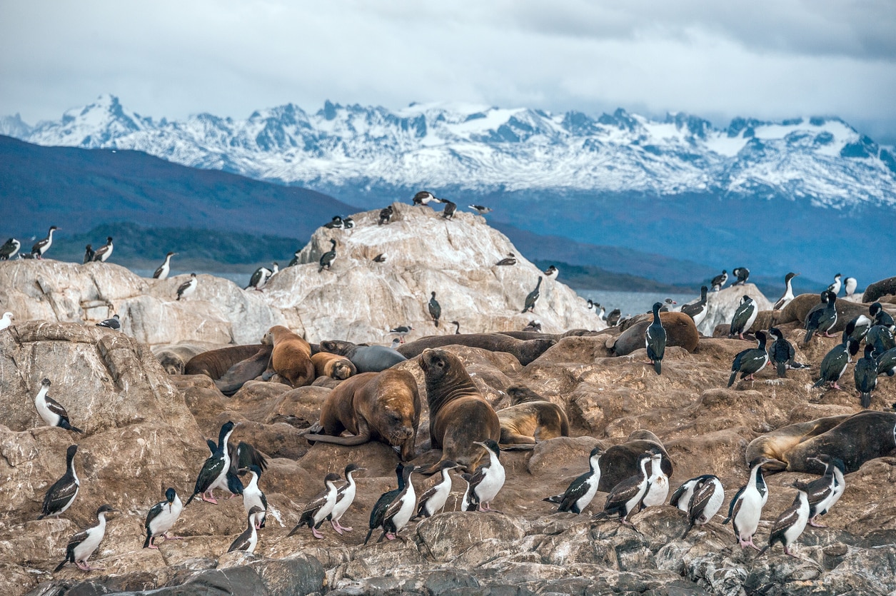 Punta Arenas