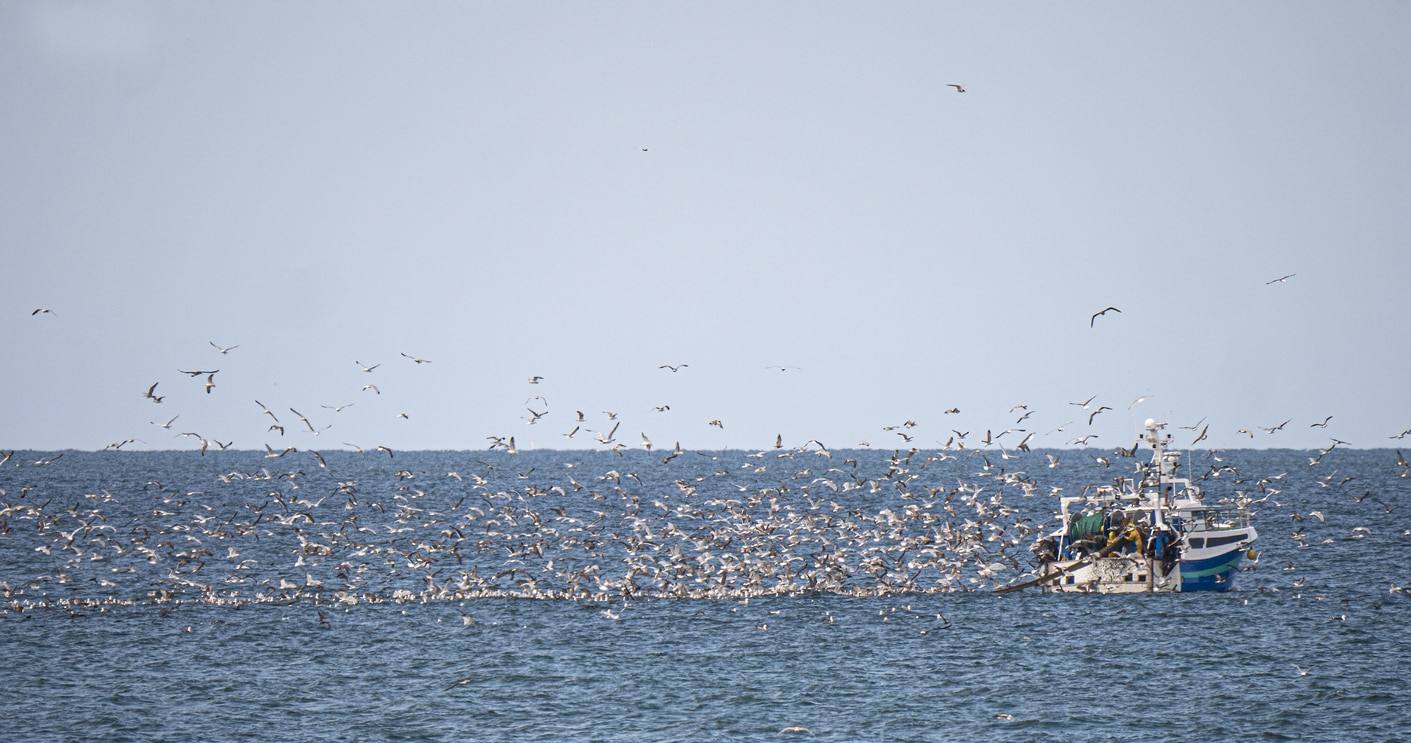 Bateau de pêche - Oiseau de mer