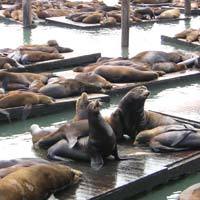 Les phoques de Fisherman’s Wharf