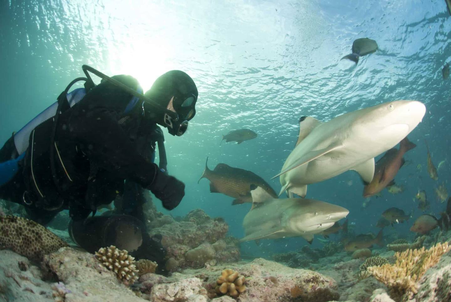 Plongée avec les requins
