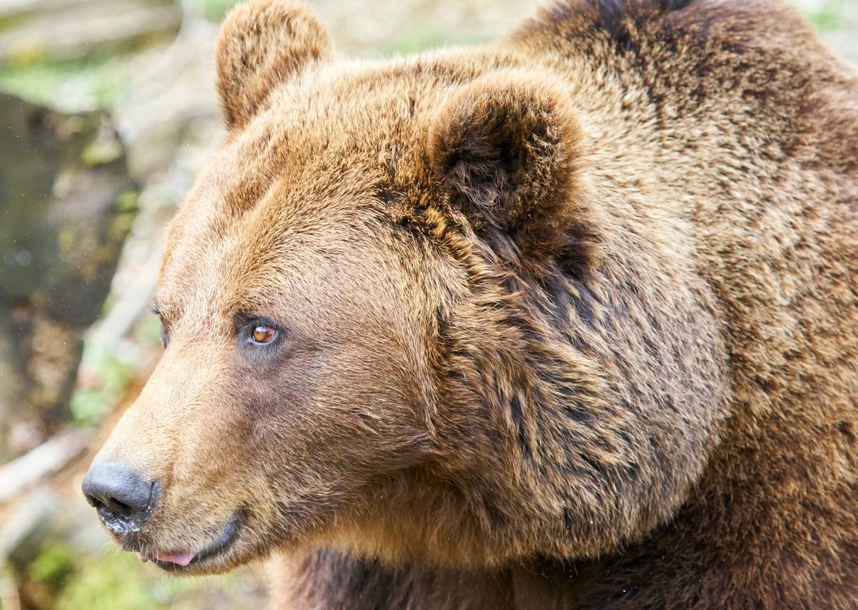 Grizzly - Ours