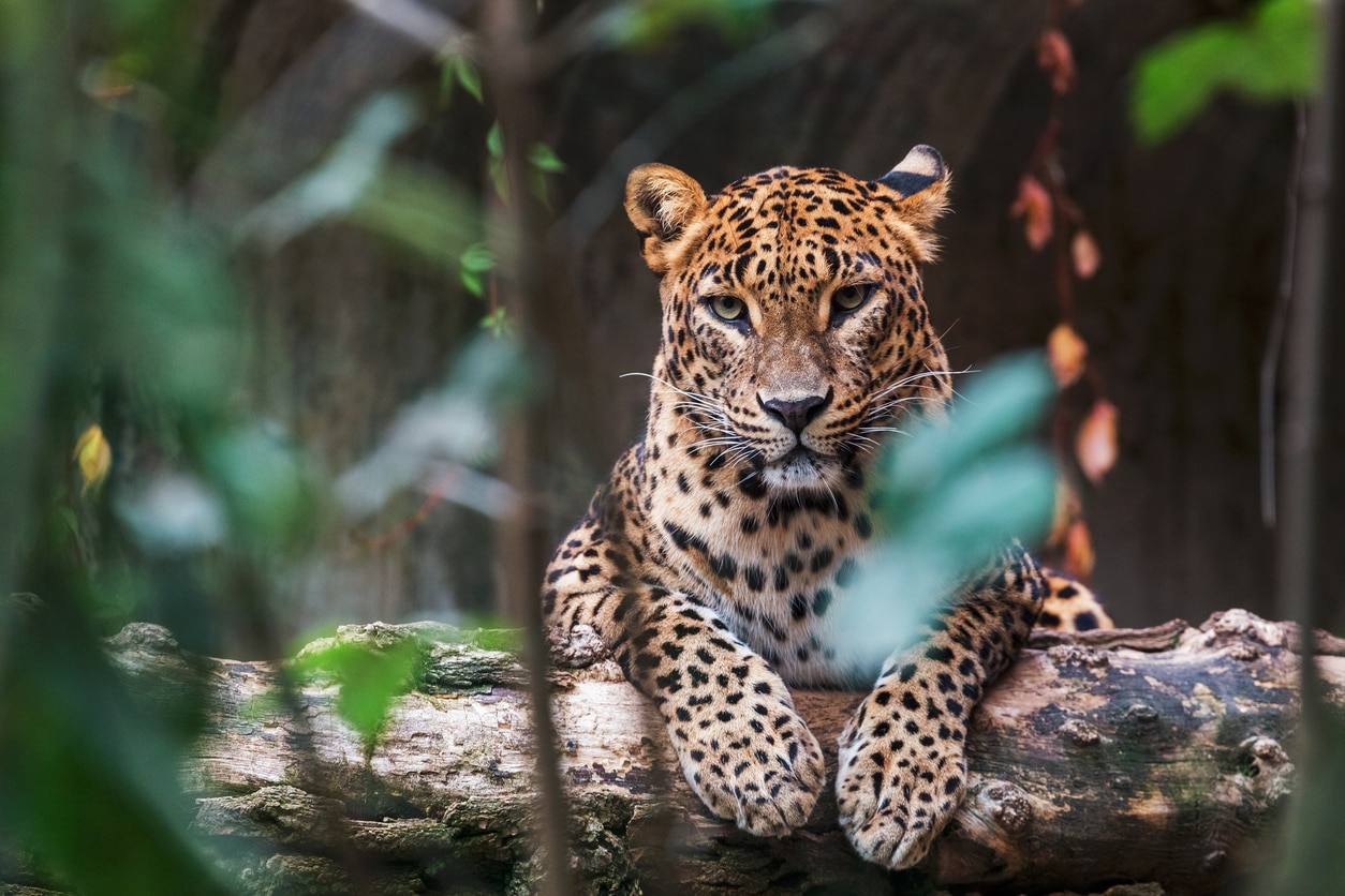Safari dans le parc national de Yala - Sigiriya