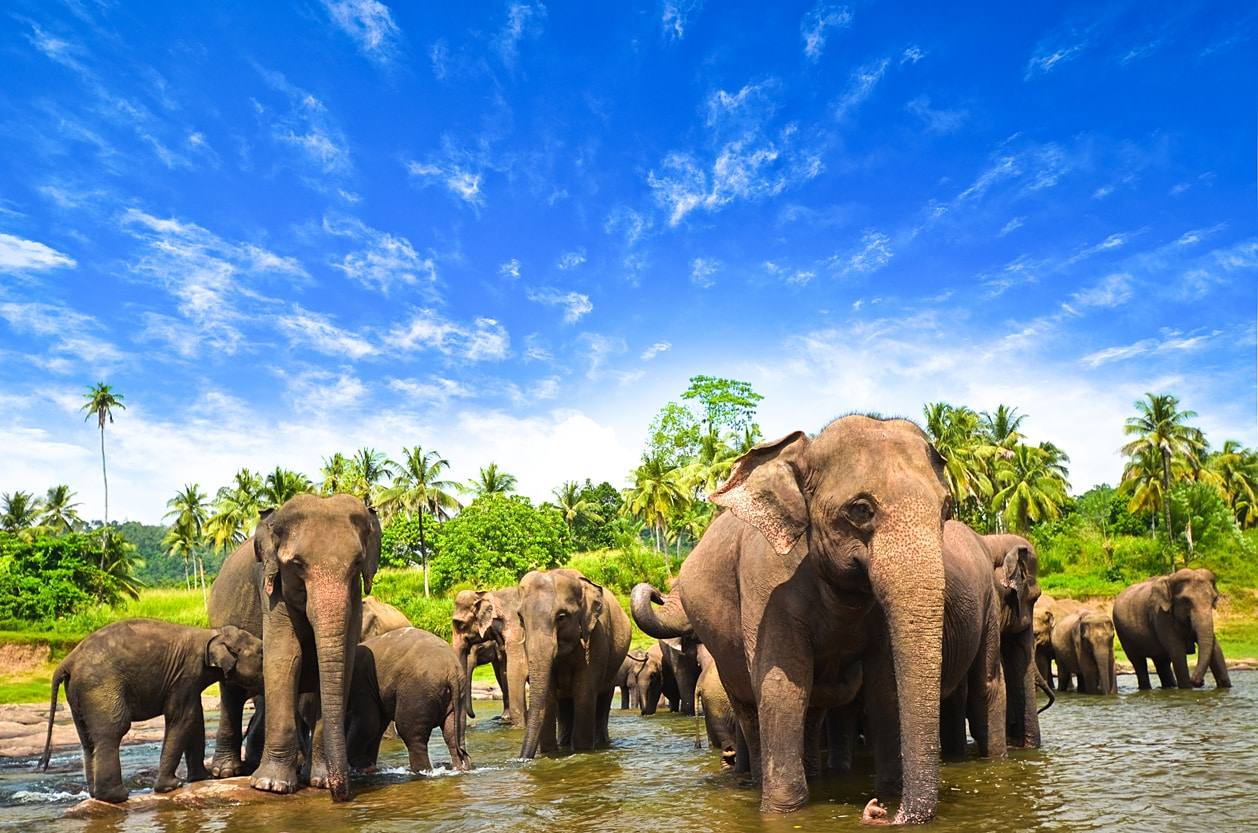 Orphelinat des éléphants - l'éléphant