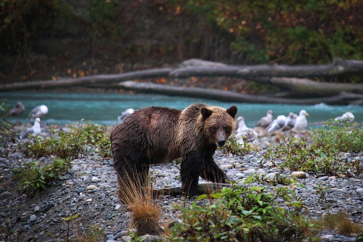 Grizzly - stock.xchng