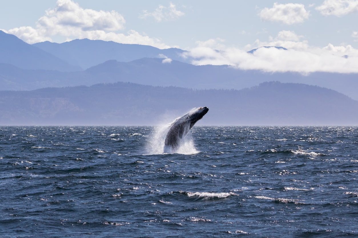 Baleine à bosse - Baleines