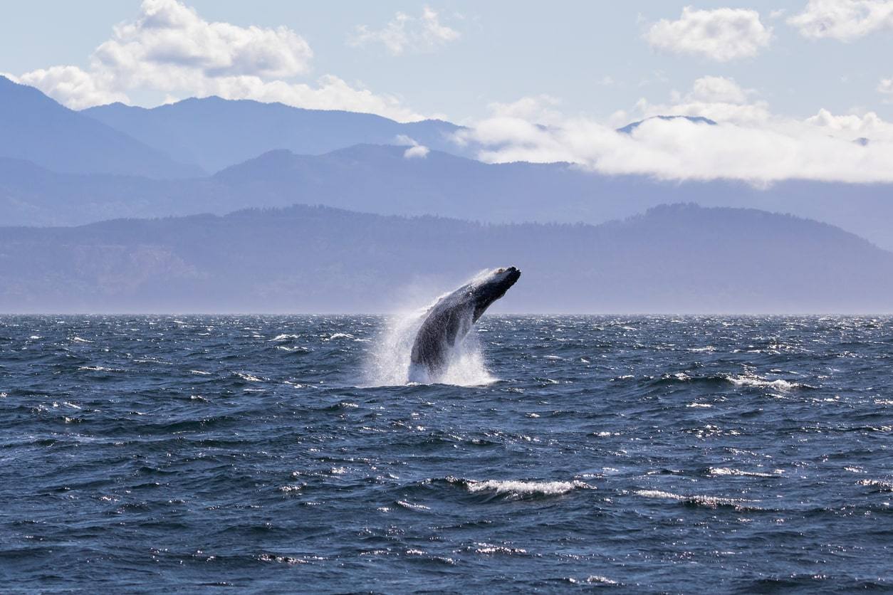 Baleine à bosse - Baleines