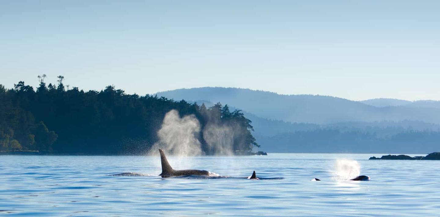 Orque - Baleines