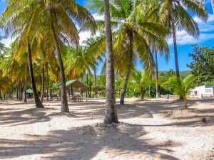 Des palmiers dans le sable, sur l'île de la Desirade en Guadeloupe