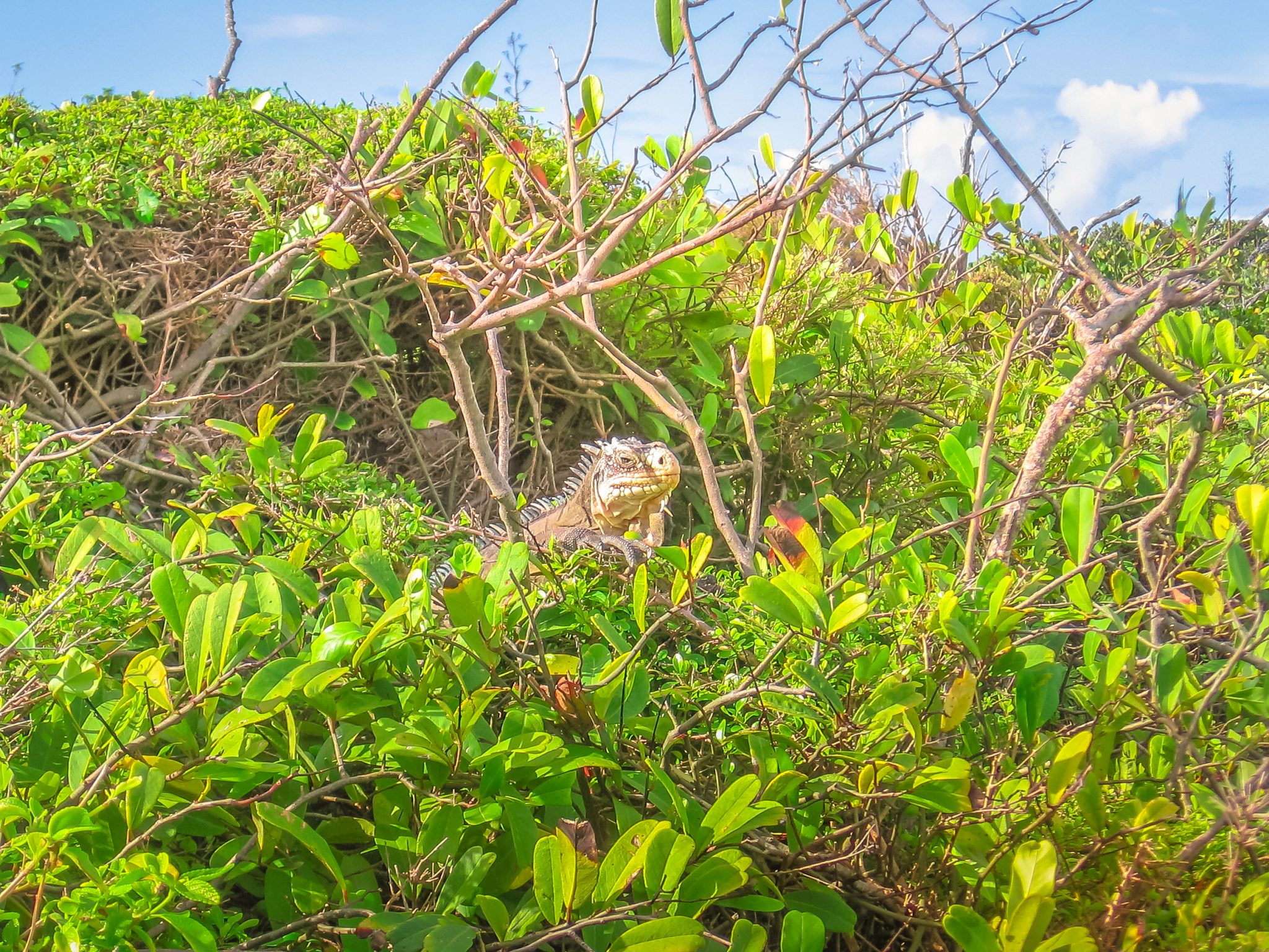 Un iguane dans la végétation sur l'île de la Désirade